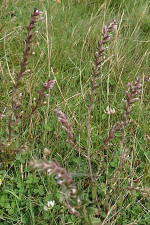Odontites vulgaris \ Spter Zahntrost, Gewhnlicher Zahntrost / Red Bartsia, NL Zierikzee 12.8.2015