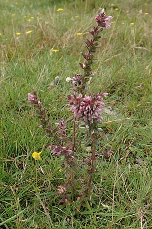 Odontites vulgaris \ Spter Zahntrost, Gewhnlicher Zahntrost / Red Bartsia, NL Zierikzee 12.8.2015
