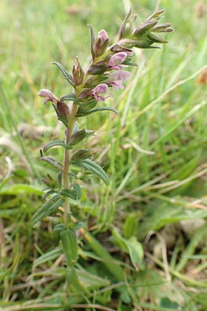 Odontites vulgaris \ Spter Zahntrost, Gewhnlicher Zahntrost / Red Bartsia, NL Zierikzee 12.8.2015