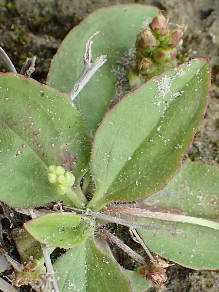 Plantago major subsp. intermedia \ Vielsamiger Breit-Wegerich / Many-Seeded Plantain, NL St. Philipsland 14.8.2015