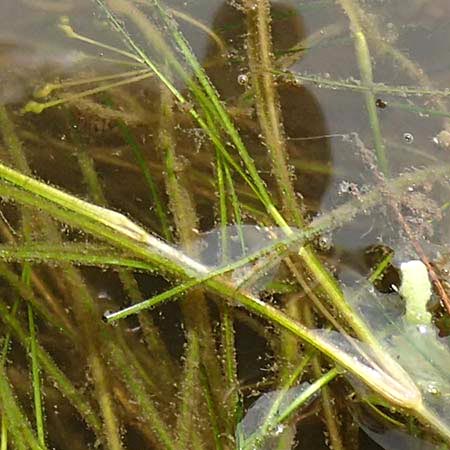 Ruppia maritima \ Strand-Salde, Geschnbelte Salde / Ditch Grass, Widgeon Grass, NL St. Philipsland 14.8.2015