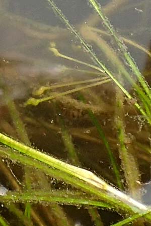 Ruppia maritima \ Strand-Salde, Geschnbelte Salde / Ditch Grass, Widgeon Grass, NL St. Philipsland 14.8.2015
