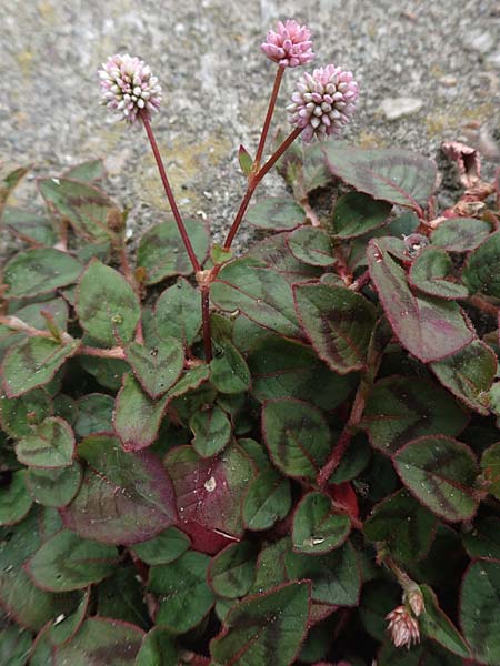 Persicaria capitata \ Knpfchen-Knterich / Pink Head Persicaria, Pink Bubble Persicaria, NL Zierikzee 12.8.2015