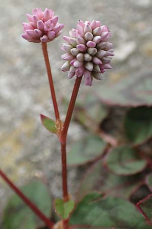 Persicaria capitata \ Knpfchen-Knterich / Pink Head Persicaria, Pink Bubble Persicaria, NL Zierikzee 12.8.2015