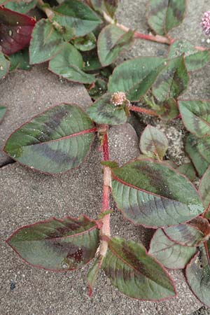 Persicaria capitata \ Knpfchen-Knterich / Pink Head Persicaria, Pink Bubble Persicaria, NL Zierikzee 12.8.2015