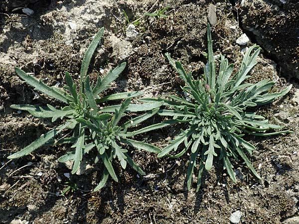 Plantago coronopus subsp. coronopus \ Krhenfu-Wegerich / Buck's-horn Plantain, NL Zierikzee 12.8.2015