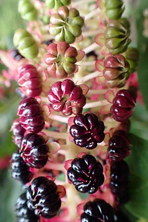 Phytolacca esculenta \ Indische Kermesbeere, Essbare Kermesbeere / Pokeweed, NL Zierikzee 15.8.2015