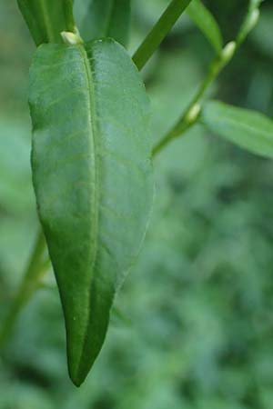 Persicaria hydropiper \ Wasserpfeffer-Knterich, Pfeffer-Knterich / Water-Pepper, NL Vaals 20.8.2022