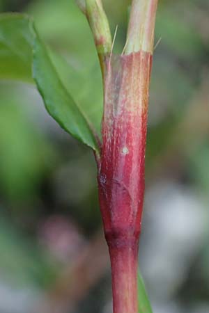 Persicaria hydropiper \ Wasserpfeffer-Knterich, Pfeffer-Knterich / Water-Pepper, NL Vaals 20.8.2022