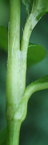 Persicaria mitis \ Milder Knterich / Water-Pepper, NL Vaals 20.8.2022