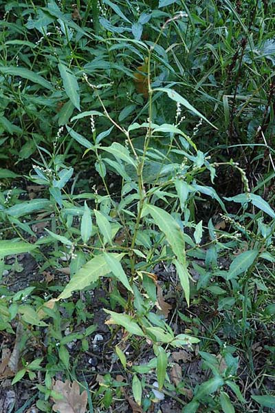 Persicaria mitis \ Milder Knterich / Water-Pepper, NL Vaals 20.8.2022