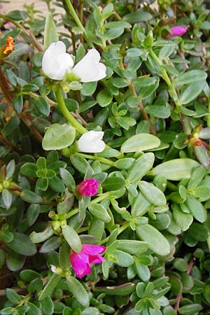 Portulaca grandiflora \ Portulak-R&ouml;schen / Rose Moss, NL Zierikzee 15.8.2015