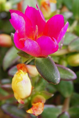 Portulaca grandiflora \ Portulak-R&ouml;schen / Rose Moss, NL Zierikzee 15.8.2015