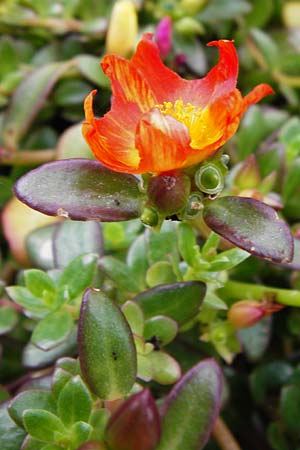 Portulaca grandiflora \ Portulak-R&ouml;schen / Rose Moss, NL Zierikzee 15.8.2015