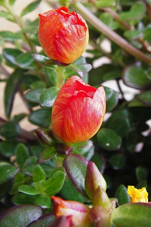 Portulaca grandiflora \ Portulak-R&ouml;schen / Rose Moss, NL Zierikzee 15.8.2015