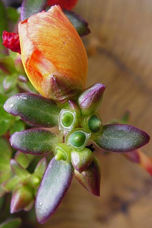 Portulaca grandiflora \ Portulak-R&ouml;schen / Rose Moss, NL Zierikzee 15.8.2015