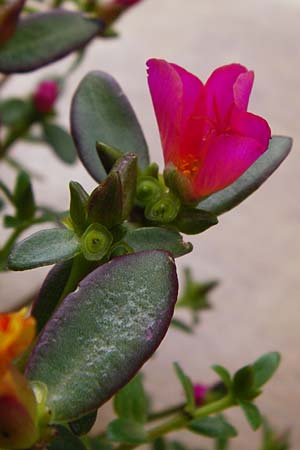 Portulaca grandiflora \ Portulak-R&ouml;schen / Rose Moss, NL Zierikzee 15.8.2015