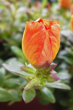Portulaca grandiflora \ Portulak-R&ouml;schen / Rose Moss, NL Zierikzee 15.8.2015