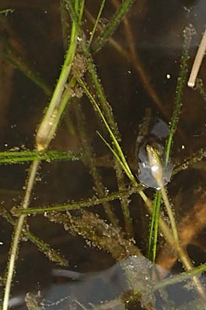Ruppia maritima \ Strand-Salde, Geschnbelte Salde / Ditch Grass, Widgeon Grass, NL St. Philipsland 14.8.2015