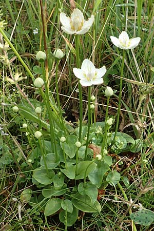 Parnassia palustris \ Sumpf-Herzblatt, Studentenrschen / Grass of Parnassus, NL St. Philipsland 14.8.2015