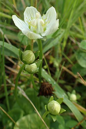 Parnassia palustris \ Sumpf-Herzblatt, Studentenrschen / Grass of Parnassus, NL St. Philipsland 14.8.2015