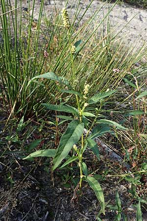 Persicaria lapathifolia subsp. pallida \ Acker-Ampfer-Knterich / Pale Persicaria, NL Vaals 20.8.2022
