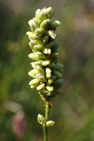 Persicaria lapathifolia subsp. pallida \ Acker-Ampfer-Knterich / Pale Persicaria, NL Vaals 20.8.2022