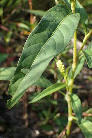Persicaria lapathifolia subsp. pallida \ Acker-Ampfer-Knterich / Pale Persicaria, NL Vaals 20.8.2022