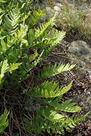 Polypodium vulgare \ Gewhnlicher Tpfelfarn / Polypody, NL Zierikzee 12.8.2015