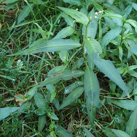 Persicaria x condensata \ Kn�terich-Hybride / Hybrid Water-Pepper, NL Vaals 20.8.2022