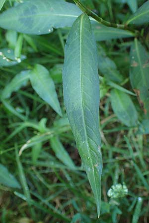 Persicaria x condensata \ Kn�terich-Hybride / Hybrid Water-Pepper, NL Vaals 20.8.2022