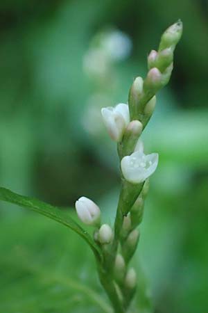 Persicaria x condensata \ Kn�terich-Hybride / Hybrid Water-Pepper, NL Vaals 20.8.2022
