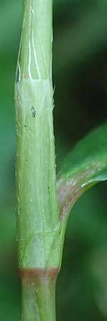 Persicaria x condensata \ Kn�terich-Hybride / Hybrid Water-Pepper, NL Vaals 20.8.2022