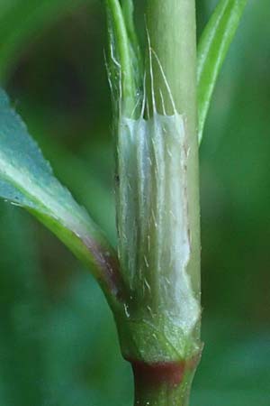 Persicaria x condensata \ Kn�terich-Hybride / Hybrid Water-Pepper, NL Vaals 20.8.2022
