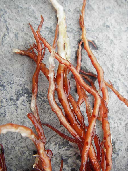 Agardhiella subulata ? \ Agardhiella / Agardhiella, NL Veere 14.8.2015