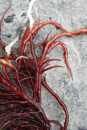 Agardhiella subulata ? \ Agardhiella / Agardhiella, NL Veere 14.8.2015