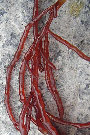 Agardhiella subulata ? \ Agardhiella / Agardhiella, NL Veere 14.8.2015