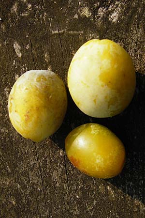 Prunus domestica subsp. italica \ Reineclaude, Reneklode / Greengage, NL Zierikzee 13.8.2015