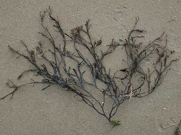 Mastocarpus stellatus ? \ Kraus-Sterntang, Nadeltang / False Irish Moss, Grapeweed, NL Nieuw-Haamstede 9.8.2015