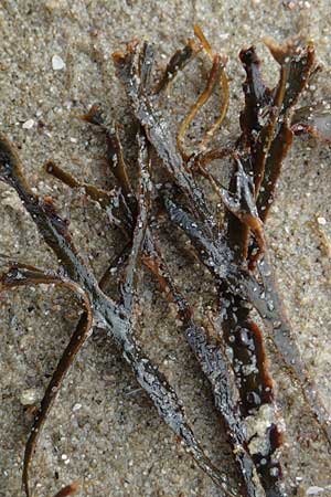 Mastocarpus stellatus ? \ Kraus-Sterntang, Nadeltang / False Irish Moss, Grapeweed, NL Nieuw-Haamstede 9.8.2015