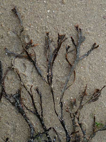 Mastocarpus stellatus ? \ Kraus-Sterntang, Nadeltang / False Irish Moss, Grapeweed, NL Nieuw-Haamstede 9.8.2015