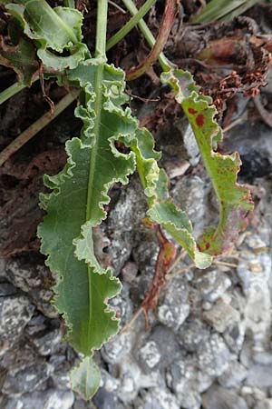 Rumex crispus \ Krauser Ampfer / Curled Dock, NL Zierikzee 13.8.2015