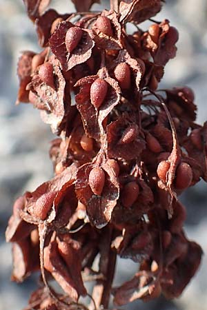 Rumex crispus \ Krauser Ampfer / Curled Dock, NL Zierikzee 13.8.2015
