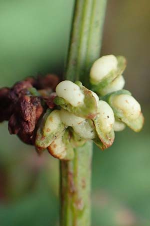 Rumex conglomeratus \ Knuelbltiger Ampfer / Whorled Dock, NL Zuid-Limburg, Meers 28.9.2017