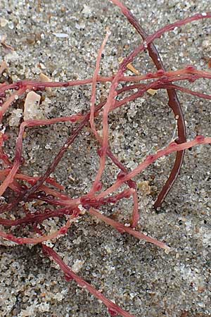Rhodophytina spec3 ? \ Rot-Alge / Red Alga, NL Neeltje Jans 10.8.2015