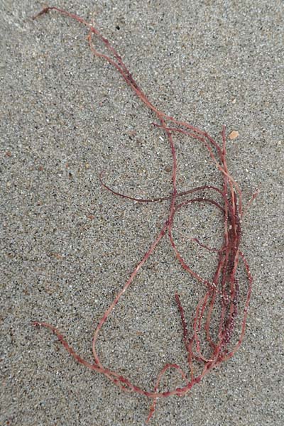 Rhodophytina spec3 ? \ Rot-Alge / Red Alga, NL Neeltje Jans 10.8.2015