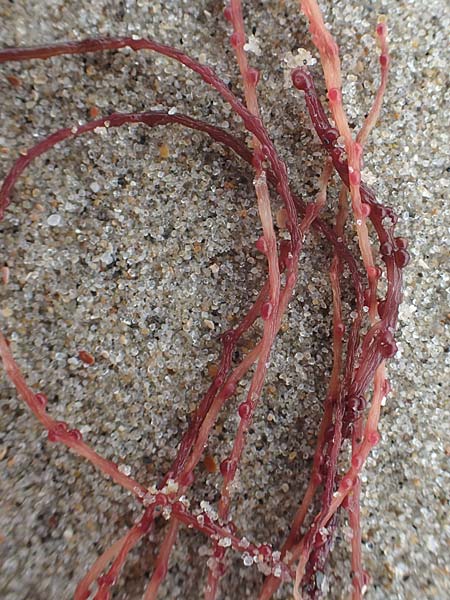 Rhodophytina spec3 ? \ Rot-Alge / Red Alga, NL Neeltje Jans 10.8.2015