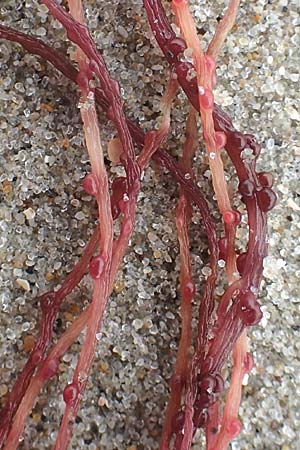 Rhodophytina spec3 ? \ Rot-Alge / Red Alga, NL Neeltje Jans 10.8.2015