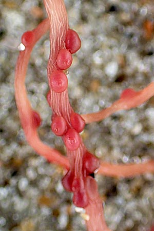 Rhodophytina spec3 ? \ Rot-Alge / Red Alga, NL Neeltje Jans 10.8.2015