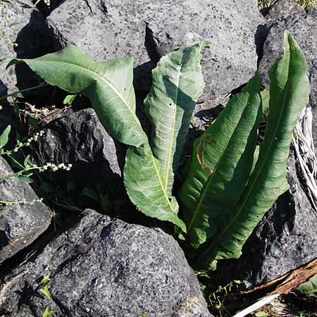 Rumex hydrolapathum \ Flu-Ampfer, Teich-Ampfer / Great Water Dock, NL Reimerswaal 8.8.2015